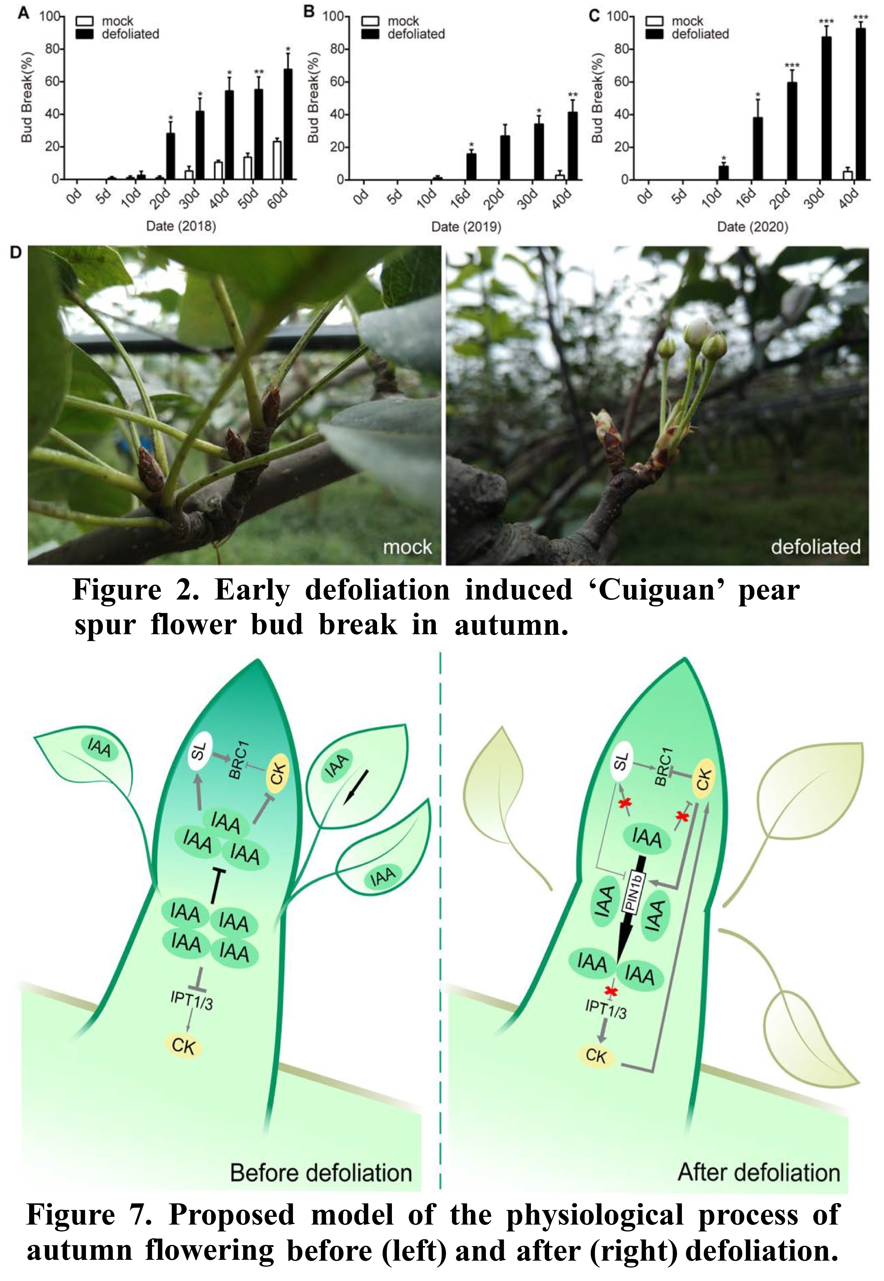 Early Defoliation Induces Auxin Redistribution