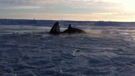 CANADA: Killer whales trapped as ice hole shrinks in northern Quebec | Honor the Orcas, Dive in! | Scoop.it