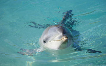 Victory! Captive Dolphins Banned in Switzerland | savedolphinsph