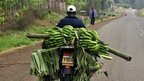 Bananas could be future staple | Bio { Cultural } Diversity | Scoop.it