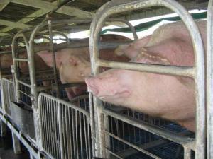 (en fotos) Uso del biog&aacute;s en fincas&nbsp;agropecuarias | medio ambiente+cuba | Scoop.it