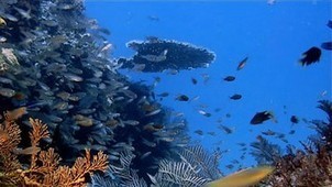 Video -- Why the Ocean Matters  -- National Geographic | FCHS AP HUMAN GEOGRAPHY | Scoop.it
