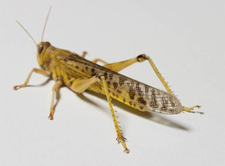 Des chercheurs d&eacute;montrent &agrave; quel point les insectes ont les pattes solides | EntomoNews | Scoop.it