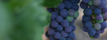 Pancho Campo: Master of Wine No More | Wine website, Wine magazine...What&rsquo;s Hot Today on Wine Blogs? | Scoop.it