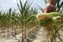 Corn varieties engineered to withstand drought offer planters hope | Walkerteach Geo | Scoop.it