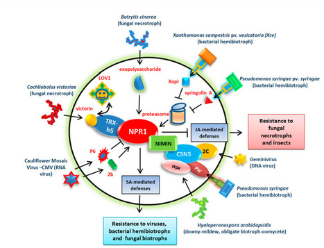 Intervention of Phytohormone Pathways by Pathog...