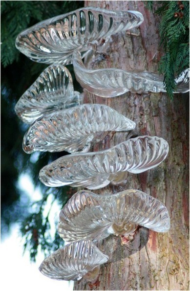 Scattered Among Nature's Floor: Mushrooms, Fungi & Moss | Botany Whimsy | Scoop.it
