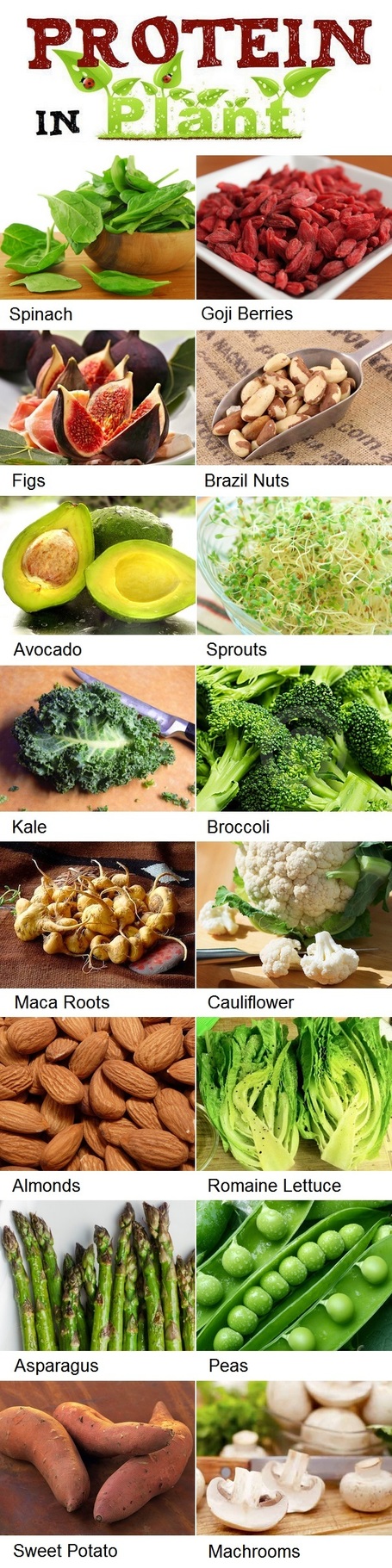 high-protein-foods-list-for-vegetarians-101-gardening