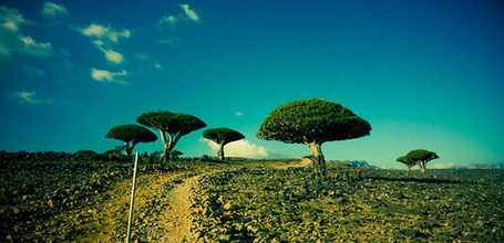 Video: Galapagos of the Middle East - PRI's The World | New Era Galapagos Foundation | Scoop.it