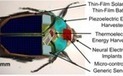 Crean insectos cyborg para la exploraci&oacute;n de zonas peligrosas | Periodismo Cient&iacute;fico | Scoop.it