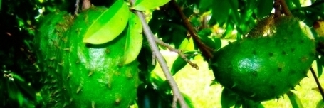 La Graviola y sus propiedades cancer&iacute;genas | salud equilibrio | Scoop.it