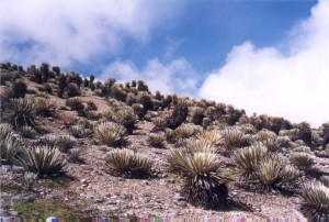 Juan of Words &raquo; Una Piedra En El Camino, Me Ense&ntilde;o Que Mi Destino | mexicanismos | Scoop.it