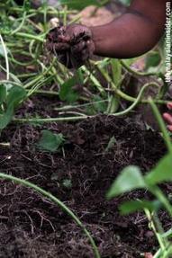 Growing greens while fostering ties - The Malaysian Insider | Vertical Farm - Food Factory | Scoop.it