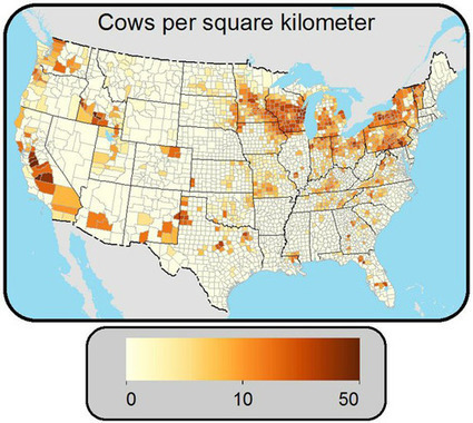 Cows make less milk in hot sticky weather | Geography Education | Scoop.it