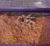 That giant tarantula is terrifying, but I'll touch it: Expressing your emotions can reduce fear | Mom Psych | Scoop.it