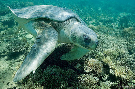 Mysterious Mariners: First #Australian Flatback Sea #Turtle Photos - National #Wildlife Federation | Now is the Time to Help our Oceans & it's Species ! | Scoop.it