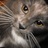 catnipoflife