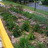 A Gathering of Rain Gardens