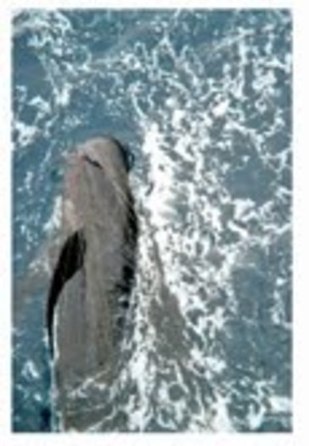 Gruesome Secret Lies Beneath #Pacific ~ mile-long #nets sit beneath,like invisible walls catching everything in it's path! | Now is the Time to Help our Oceans & it's Species ! | Scoop.it