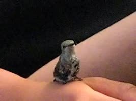 Guy rescues baby hummingbird after it was attacked. | enjoy yourself | Scoop.it