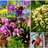 Gardening Organically