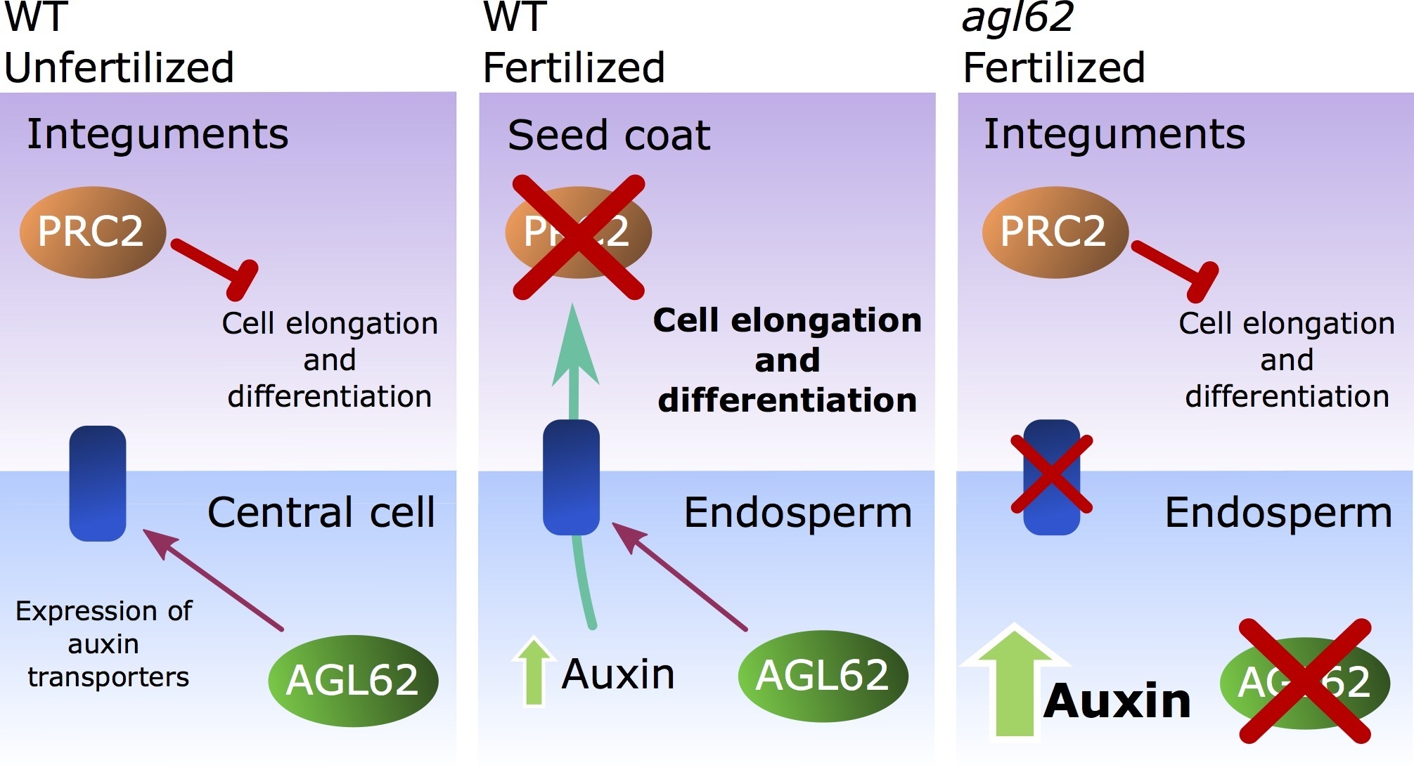 Auxin Production In The Endosperm Drives Seed C