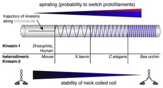 Kinesin Molecular Motors Can Exhibit Spiral Motion | Plant Cell Biology | Scoop.it