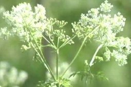 Pasture Weeds: Most Toxic to Horses | Carriage Driving Radio Show | Scoop.it