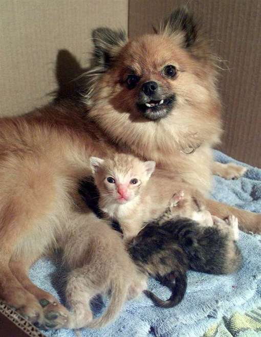 Ces animaux qui prennent soin d’autres bébés animaux vont vous émouvoir - Animaaaaals