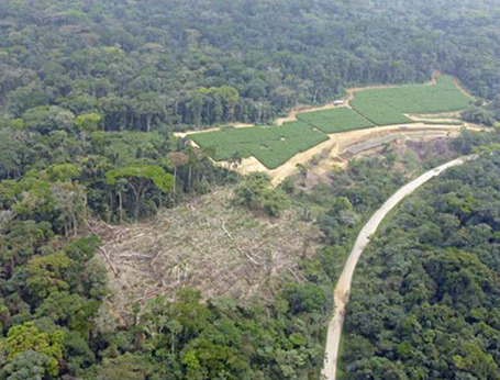 Scientists say massive palm oil plantation will "cut the heart out" of Cameroon's rainforest | Biodiversity IS Life -- Conservation,Ecosystems,Wildlife,Rivers,Water,Forests | Scoop.it