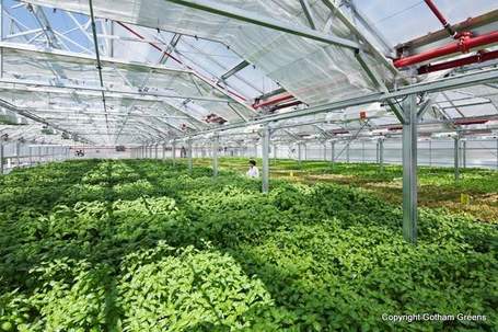 Des salades sur les toits de NYC / Vegetables on rooftops in NYC | biodiversit&eacute; en milieu urbain | Scoop.it
