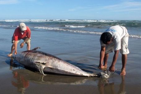 900 dolphins 'died of natural causes' - ABC News (Australian Broadcasting Corporation) | this curious life | Scoop.it