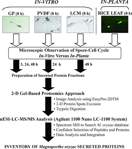 Secretome analysis of Magnaporthe oryzae using in vitro systems - Jung - 2012 - PROTEOMICS - Wiley Online Library | Rice Blast | Scoop.it