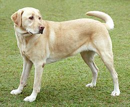 Are dogs empathetic? Iraq vet knows they are | Empathy and Animals | Scoop.it
