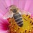Le monde des abeilles