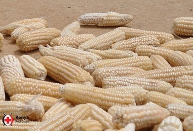 The story of Maria and high-yielding maize seeds - AlertNet | The Agrobiodiversity Grapevine | Scoop.it