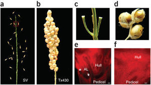 Parallel domestication of the Shattering1 genes in cereals : Nature Genetics : Nature Publishing Group | Archaeobotany and Domestication | Scoop.it