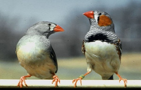 Animali gay: gli uccelli hanno relazioni stabili e durature | LGBT Italia | Scoop.it