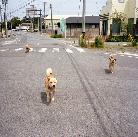 Abandoned dogs - Nuclear Evacuation Zone | Vers les hauteurs | Scoop.it
