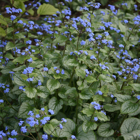 Brunnera macrophylla Jack Frost - Plants of the Month March 2012 | Plants Of the Month | Scoop.it