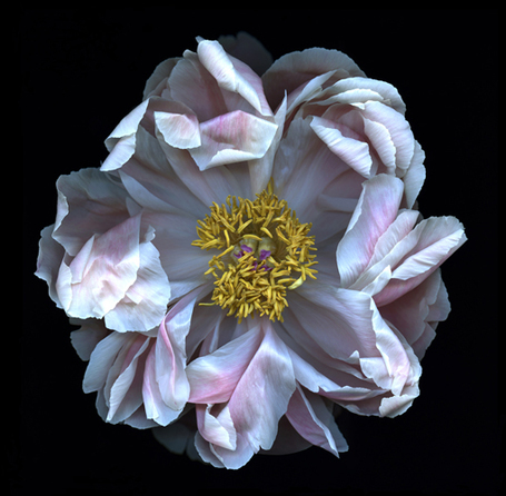 From Plant Morphology to Ken Wilber/Korzybski | New Civilizations | Scoop.it