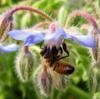 Planter des plantes &agrave; fleurs au potager : belles et utiles | Plantes et jardins | Scoop.it