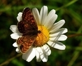 IUCN - Habitat loss blamed for more species decline | The Glory of the Garden | Scoop.it