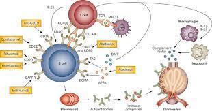 Corticosteroids mechanism of action in cancer