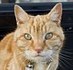 Pay? No, I've got a puss pass: Cat rides the bus for free by hopping on and off at his local station... making 10-mile journeys on passengers laps | Feline Health and News - manhattancats.com | Scoop.it
