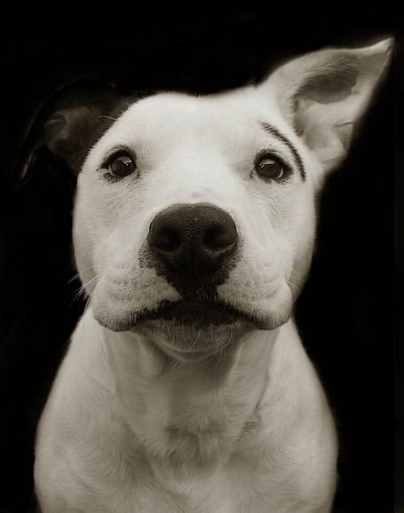 TRAER SCOTT - S&eacute;rie "Shelter Dogs Book" | PHOTOGRAPHIC ART | Scoop.it