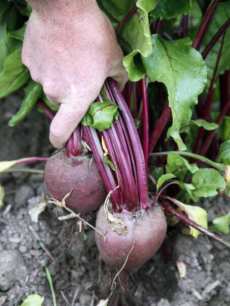 Purple patch? Beetroot emerges as nature's performance enhancer | kalen | Scoop.it