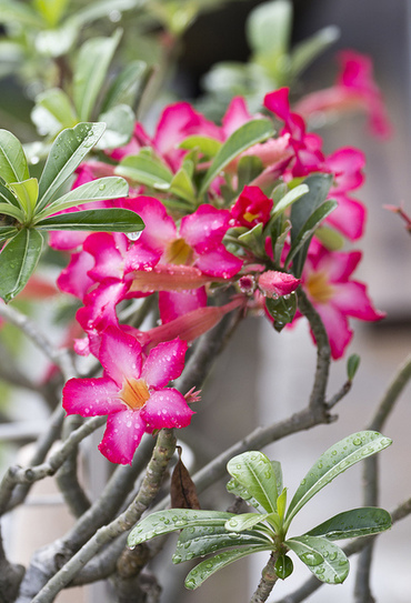 Blossoms | Flickr : On the Feast of St. Francis de Sales | The Amused Catholic: an Ezine | Scoop.it