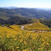 Bua Tong Sunflower Festival - northern Thailand | World Festivals Guide | Sunflowers | Scoop.it