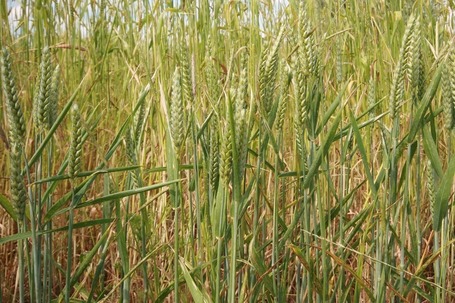 GMOs: Seven Obvious Questions in Search of Straightforward Answers | YOUR FOOD, YOUR HEALTH: Latest on BiotechFood, GMOs, Pesticides, Chemicals, CAFOs, Industrial Food | Scoop.it